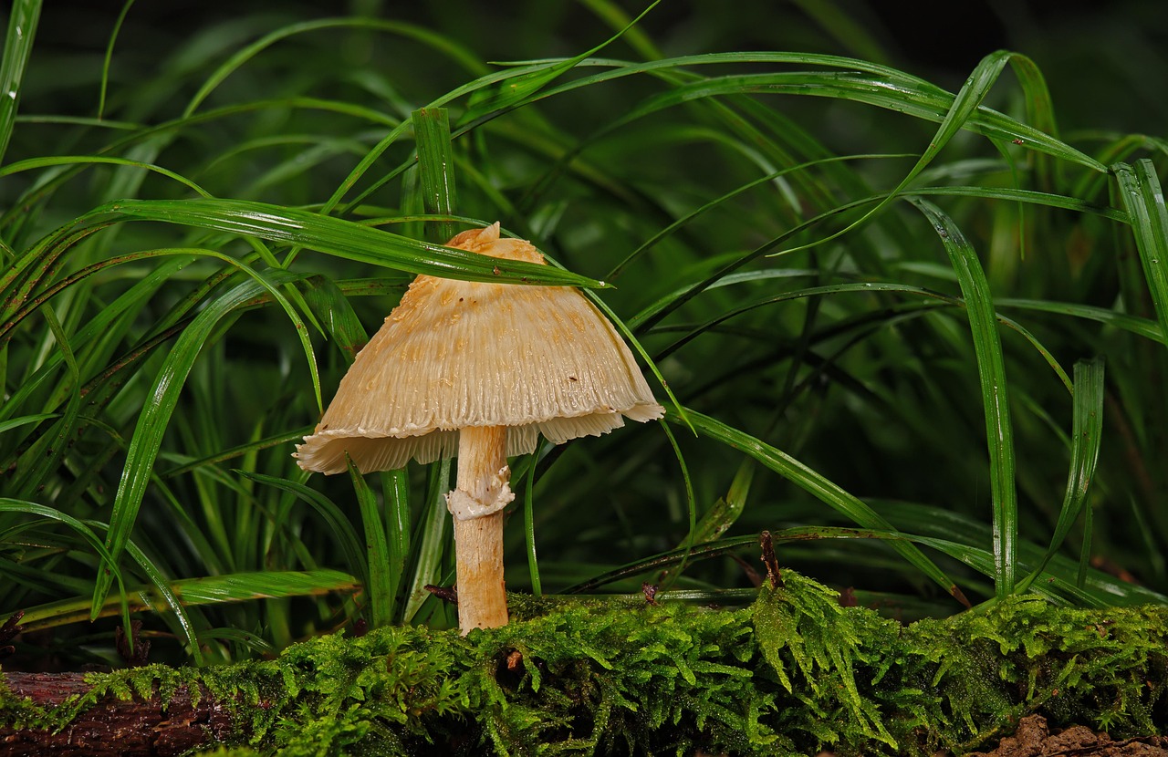 mushroom, agaric, fungal science, forest, wild mushroom, nature, moss, close up, forest floor, mushroom, mushroom, mushroom, mushroom, mushroom, forest, nature